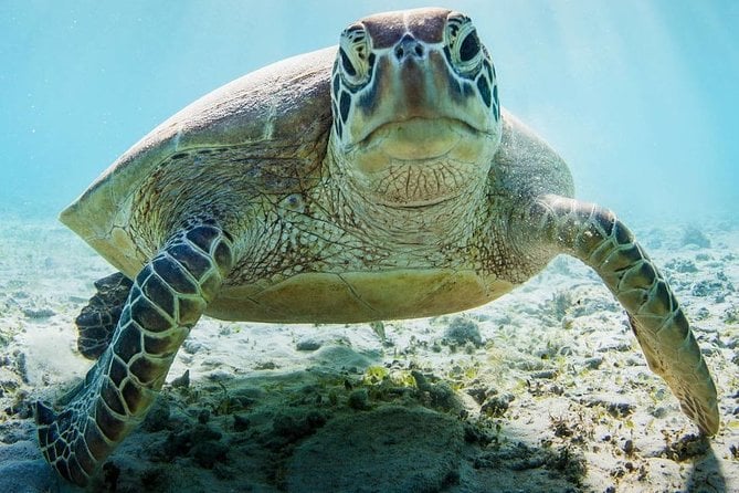 Mnemba Island Snorkeling