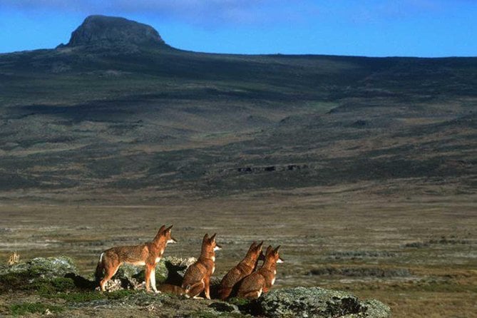 Bale Mountains Trek