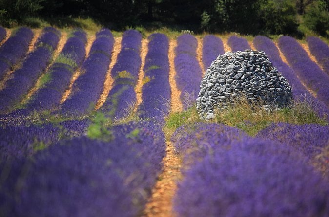 Sault Lavender Fields Tour