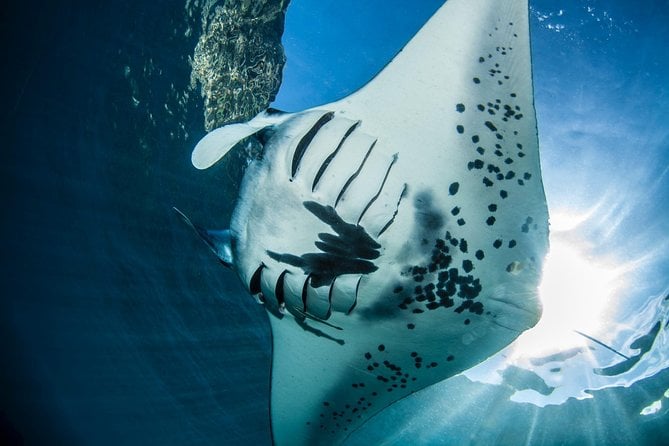 Advanced Open Water Dive