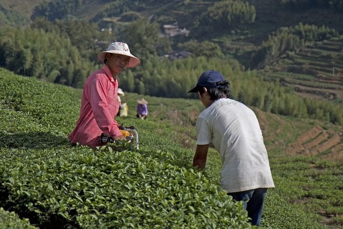 Anxi County Tea Tour
