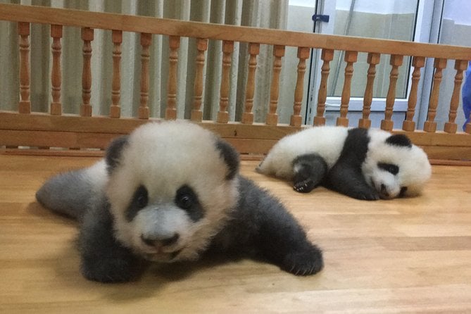 Chengdu Panda Base Tour
