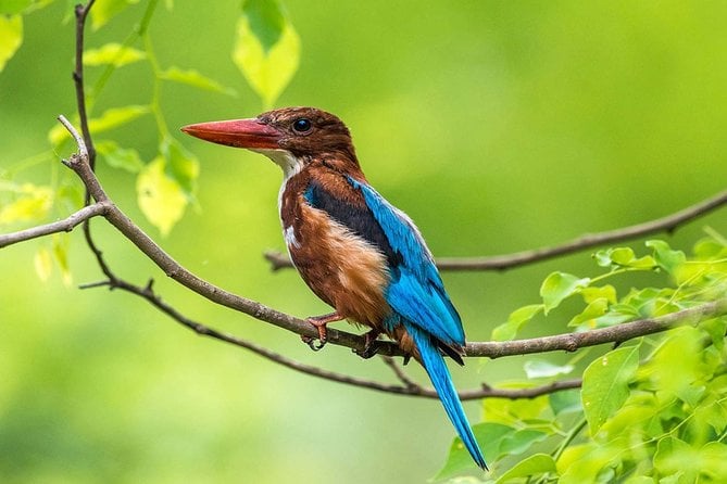 Muthurajawela Bird Watching Tour