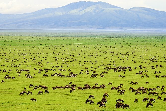 Mikumi & Ruaha Safari Adventure