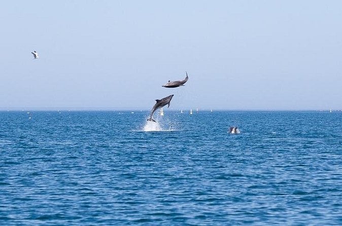 Faro Dolphin Watching