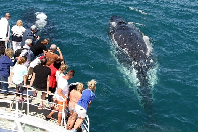 Gold Coast Whale Watching