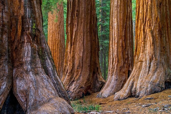 Redwoods & Wine Country Tour