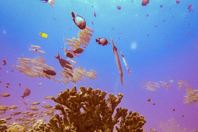 Maui Scuba Diving Adventure
