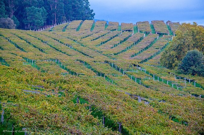 Albariño Wine Tour