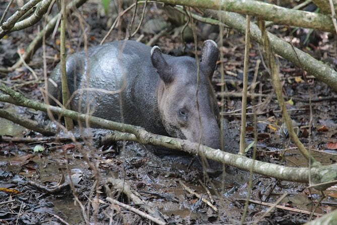 Corcovado National Park Tour - Drake Bay