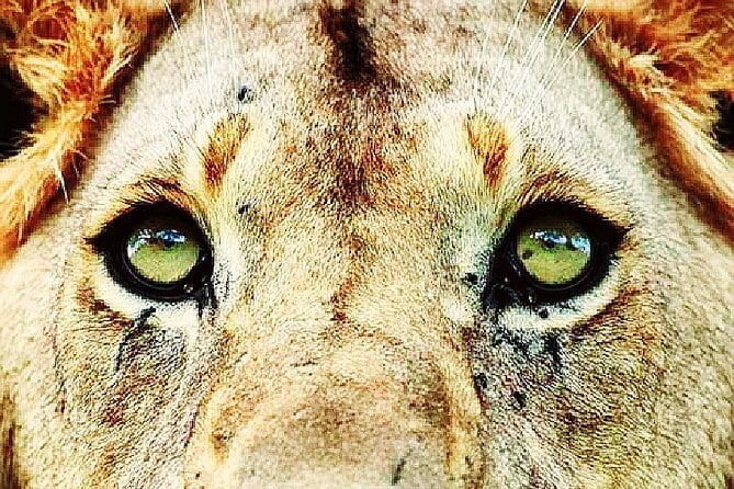 Rhino & Lion Park Day Tour