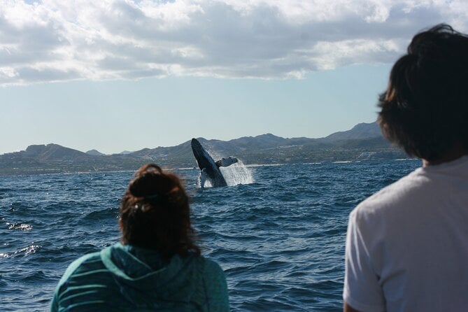 San Jose del Cabo Whale Watching