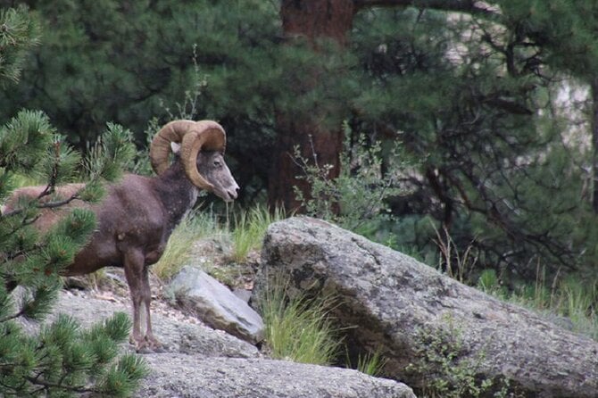 Elk Rut Tour: Rocky Mountain