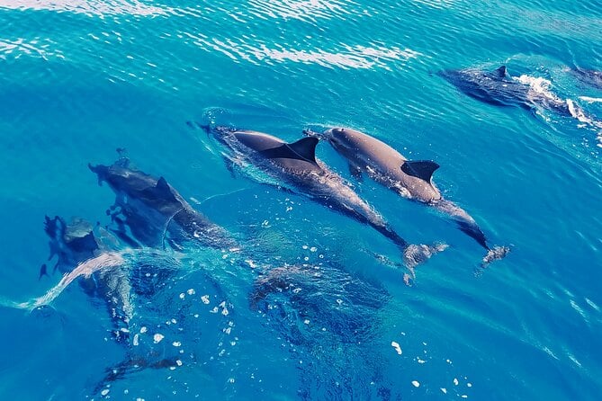 Oahu Dolphin Swim Adventure