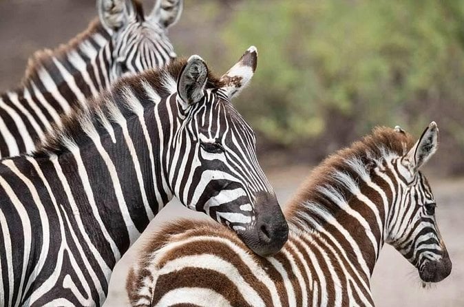 Serengeti Safari - Moshi