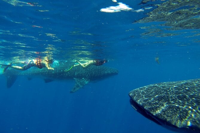 Riviera Maya Dolphin Swim