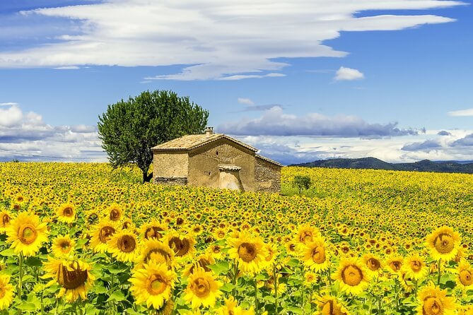 Van Gogh Provence Tour