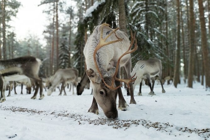 Rovaniemi Reindeer Farm Visit