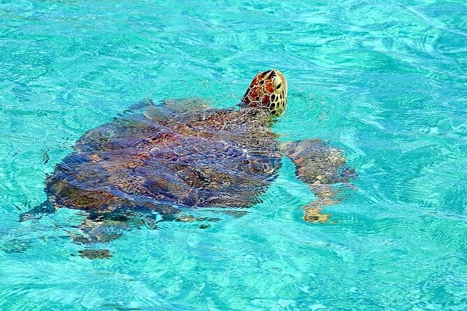 Rose Island Snorkeling Tour
