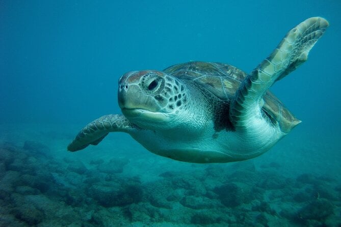 Tenerife Scuba Diving