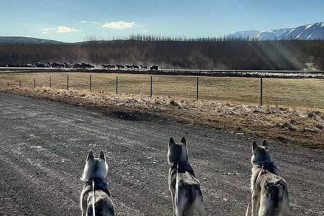 Husky Hike in Akureyri
