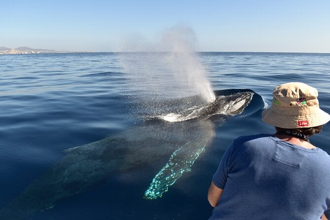 Cabo San Lucas Whale Watching