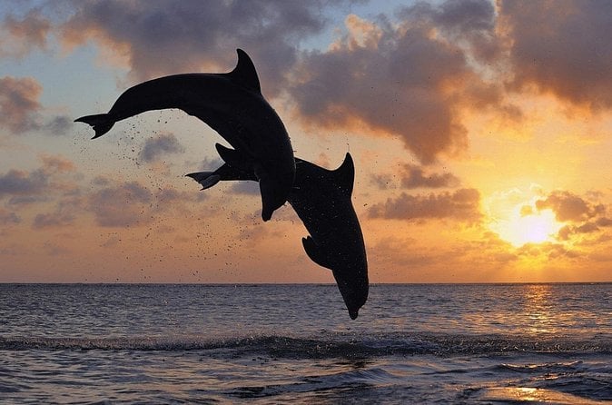 Dolphin Sunset Tour