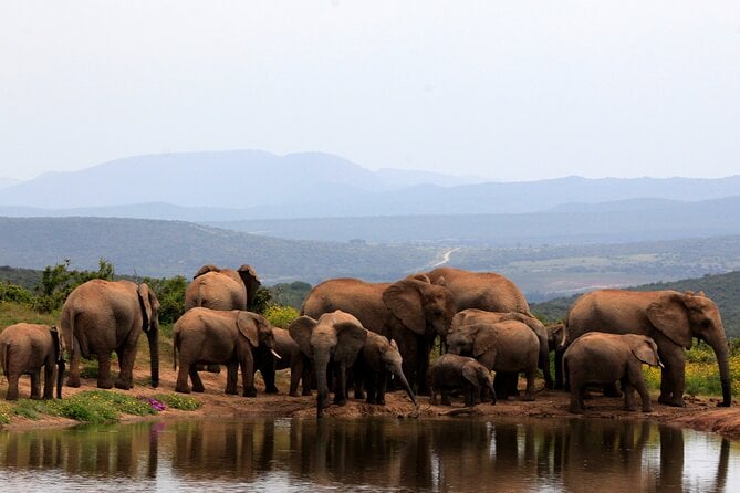 Addo Elephant National Park Safari