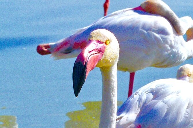 Camargue Tour: Wild Wetlands & Wild Horses