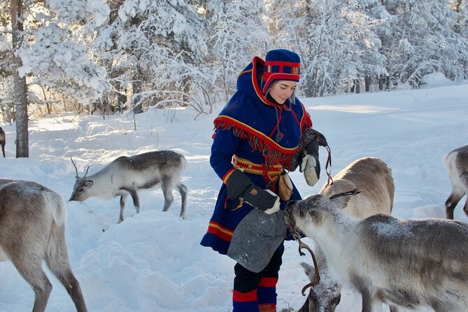 Reindeer Feeding Tour in Kiruna