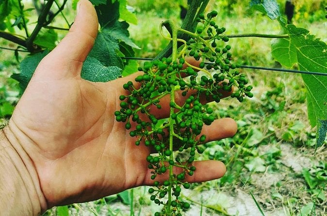 Barolo & Barbaresco Wine Tour