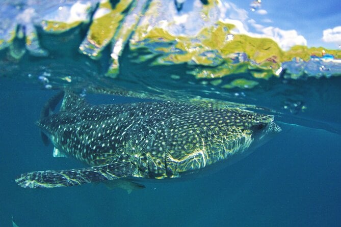 Cebu Whale Shark Tour