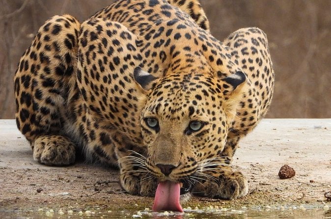Jhalana Leopard Safari