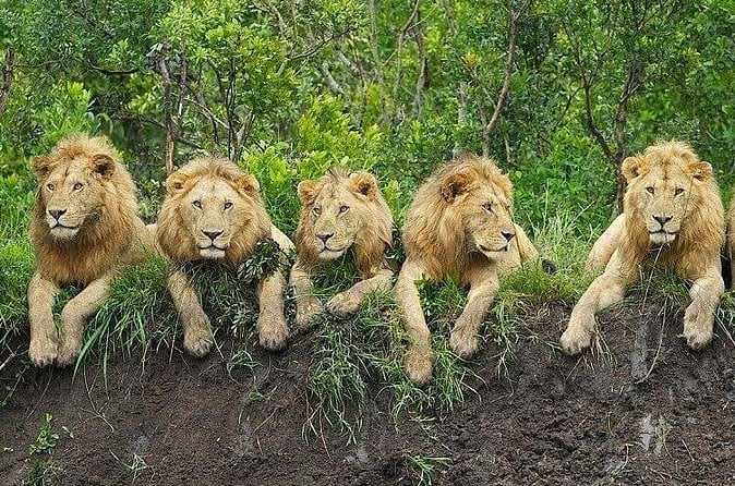 Zanzibar Safari