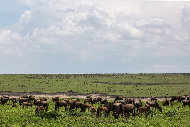 Witness the Great Migration