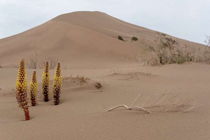 Altyn Emel National Park Tour