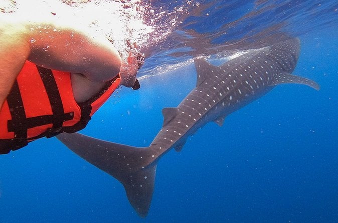 Swim with Whale Sharks