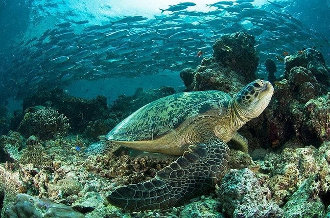 Cano Island Snorkeling Tour