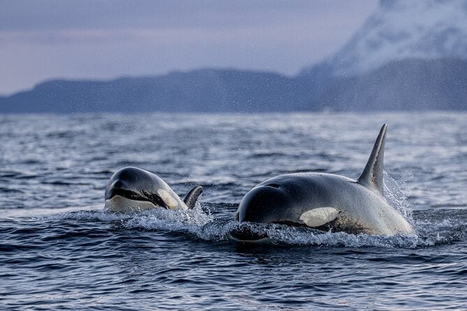 Tromsø Polar Whale Safari