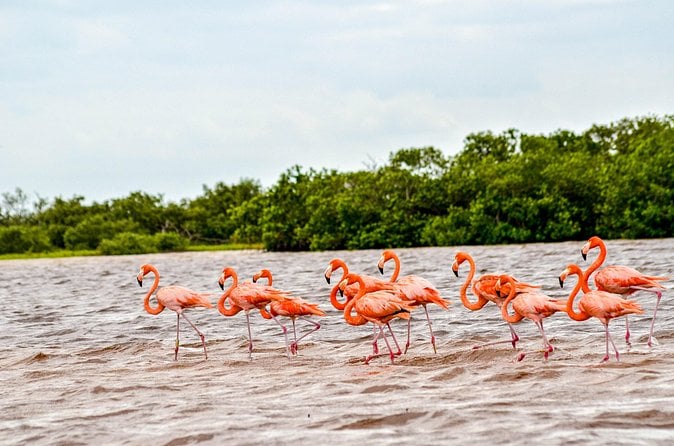 Río Lagartos Boat Tour