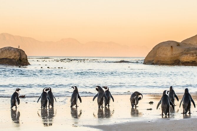 Cape Peninsula Tour