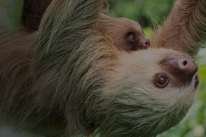 Arenal Sloth Tour