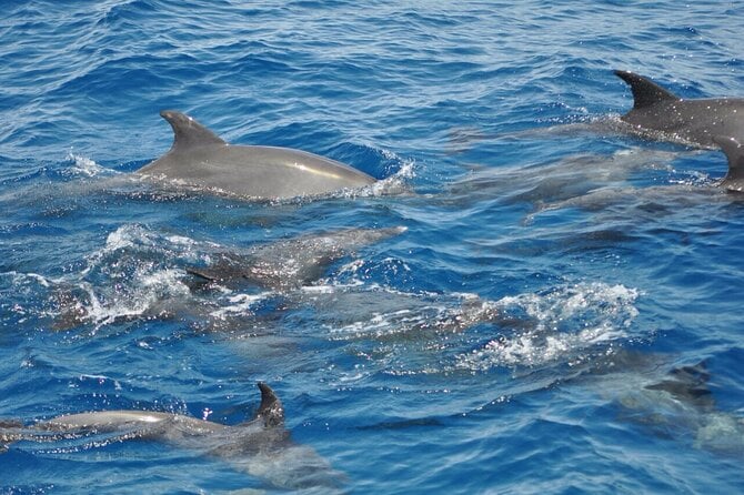 Dolphin House Speedboat Tour