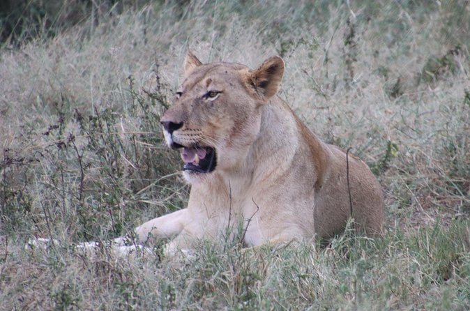 Big 5 Safari - Durban