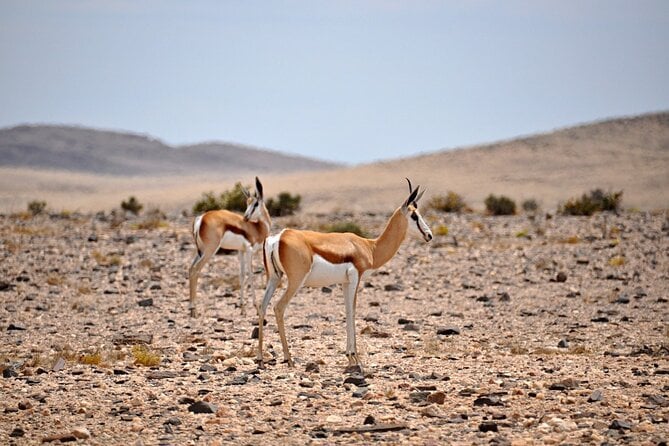 Namib Naukluft Park Tour