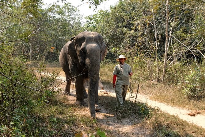 Kulen Elephant Forest Tour