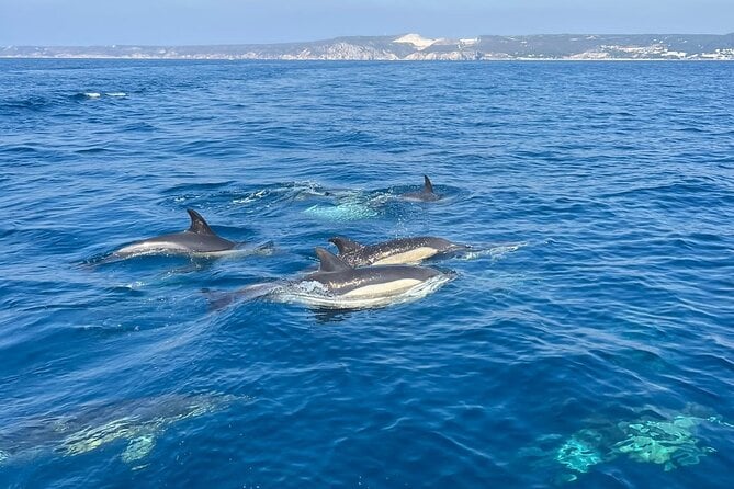 Sesimbra Dolphin Watching