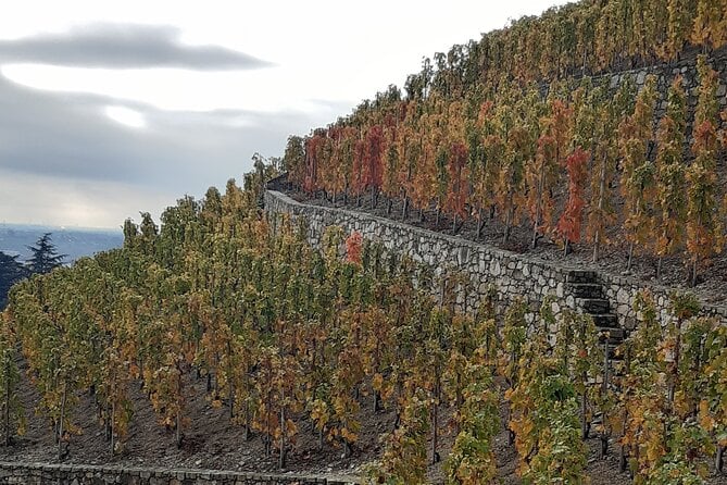 Northern Rhône Valley Wine Tour