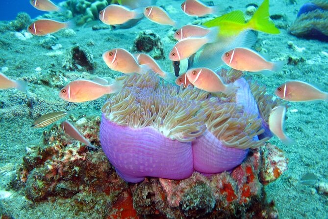 Koh Tao & Koh Nang Yuan Snorkel Tour