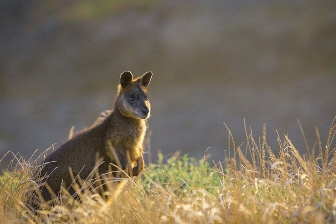 Phillip Island Tour